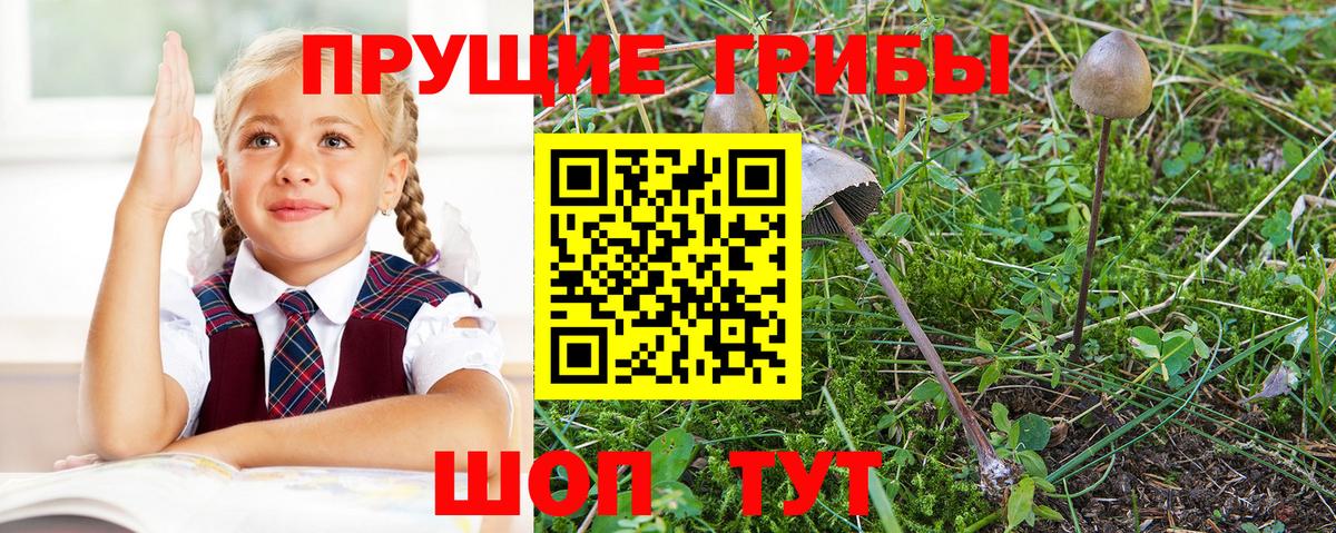 Псилоцибиновые грибы Cubensis Партизанск